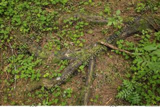 Photo Textures of Forest